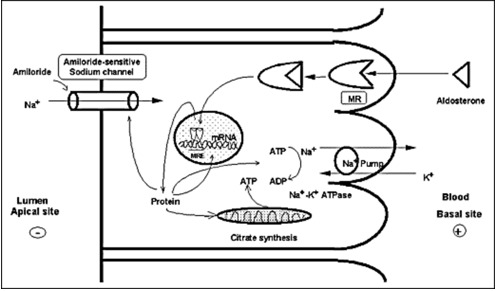 Figure 3. . Mechanism of aldosterone action on sodium reabsorption at the distal convoluted tubule of the nephron.