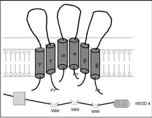 Figure 4. . Model of a putative amiloride-sensitive sodium channel (ENaC).