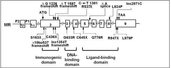 Figure 8. . Mutations of the MR in patients with PHA1.