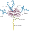 FIGURE 1.3.. Schematic representation of the Thy-1 glycoprotein including the three N-glycans (blue) and a glycosylphosphatidylinositol (GPI-glycan; green) lipid anchor whose acyl chains (yellow) would normally be embedded in the membrane bilayer.