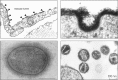 FIGURE 1.4.. (Upper left) Historical electron micrograph of endothelial cells from a blood capillary in the rat diaphragm muscle, showing the lumenal cell membrane of the cells (facing the blood) decorated with particles of cationized ferritin (arrowheads).