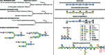 FIGURE 1.5.. Examples of symbols and conventions for drawing glycan structures.