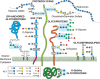 FIGURE 1.6.. Common classes of animal glycans.