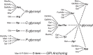 FIGURE 1.7.. Glycan–protein linkages reported in nature.