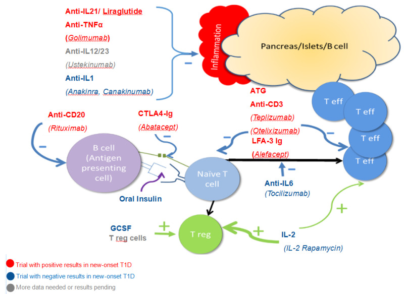 Figure 8. . Major pathways leading to beta cell destruction and potential mechanisms underlying the use of selected therapies.