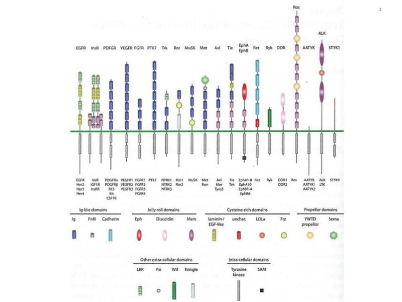 Figure 2. The human receptor tyrosine kinase superfamily. This shows the modular structure of the various subfamilies of RTKs encoded in the human genome. Note that the AATYK family of three kinases is now considered a serine/threonine kinase (17), which leaves 55 RTKs grouped into 19 families. The various modules that constitute the architecture of the extracellular and intracellular domains are shown below. A detailed description of the structure of these modules can be found in reference 22. From reference 22, used with permission.