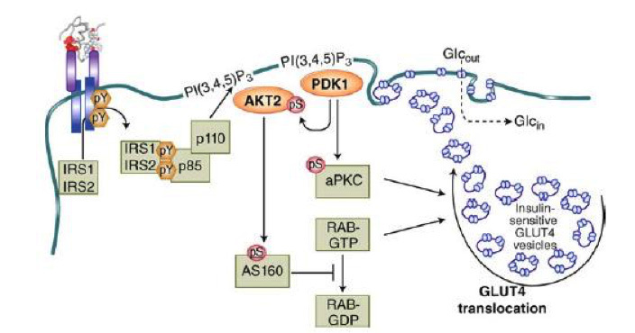 Figure 11. Mechanism of insulin-stimulated glucose transport and GLUT4 translocation. This cartoon illustrates the stimulation of GLUT4 translocation from intracellular storage vesicles (GSVs) to the plasma membrane by the IRS/PDK1/AKT2/ signaling cascade, acting on the GTPase-activating protein AS160 which activates the small G protein RAB. Atypical PKCs are also involved. From reference 1, used with permission.