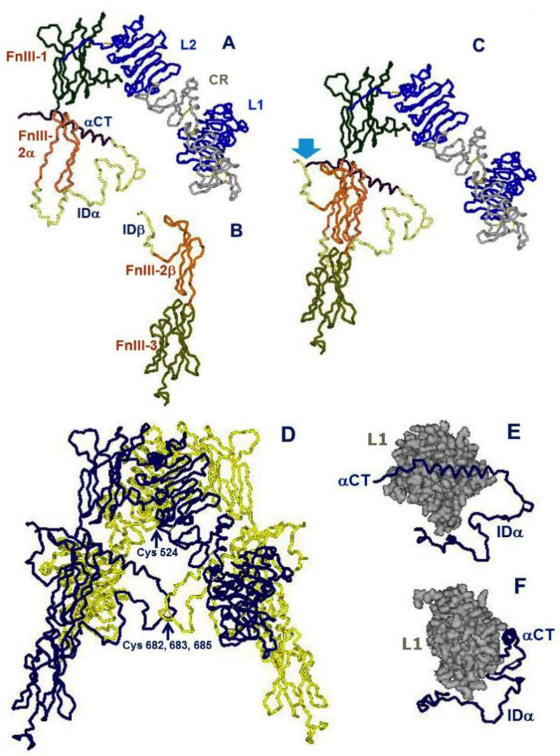 Figure 4. Architectural assembly of the unbound insulin receptor ectodomain. This figure is based on the latest higher resolution structure of the apo-receptor at 3.3 Å resolution (38). A. The α subunit. Domains are labeled as in Figure 3. FnIII-2α is the α subunit component of the FnIII-2 domain. B. The β subunit. Domains are labeled as in Figure 3. FnIII-2β is the β subunit component of the FnIII-2 domain. C. The αβ monomer. The monomer shows an inverted V-shaped structure. The arrow denotes the site of proteolytic cleavage of the proreceptor. This structure is the A-isoform of the insulin receptor. Twelve amino acids at the end of the insert domain of the β subunit are missing from the structure. The B-isoform would have 12 more amino acids encoded by exon 11 at the end of the αCT domain of the α subunit..D. The α2β2 dimer. The arrow indicates the location of the triplet of disulfide bonds between Cys 682, 683 and 685 of the two α subunits. E. The tandem insulin binding site 1 made of the αCT helical segment of one α subunit binding in trans to the beta sheet surface of the L1 domain of the second α subunit. The rest of the α subunit insert (ID), which is not part of the binding site, is also shown for orientation. F. Idem, rotated 90 degrees. Drawn using DSViewerPro from PDB file Model-S1 2, kindly provided by Mike Lawrence, based on PDB file 4ZXB complemented using IMDFF (38).