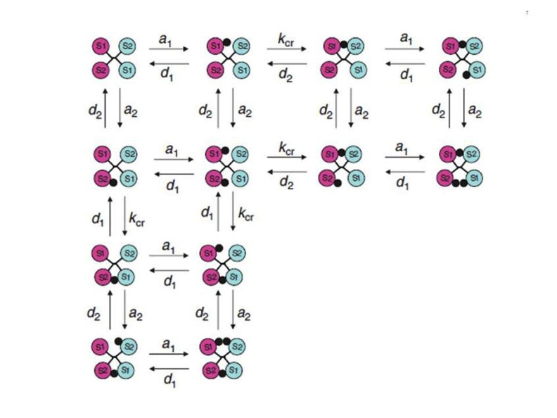 Figure 7. Simplified scheme of the intermediary binding reactions in the harmonic oscillator model. The circles marked S1 and S2 symbolize the two insulin receptor binding sites, in a symmetrical antiparallel disposition. The insulin molecule is symbolized by a black dot. a1 and a2: association rate constants for sites 1 and 2 respectively. d1 and d2: dissociation rate constants for sites 1 and 2 respectively. kcr: crosslinking constant. see text for explanations. From reference 64, used with permission.