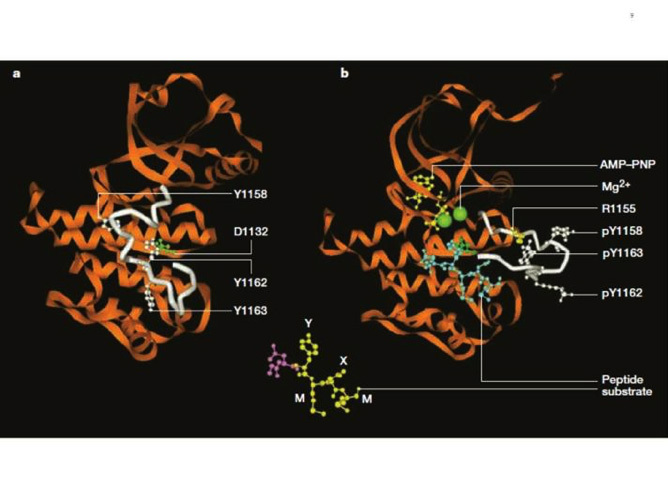 Figure 8. Structure of the inactive and activated insulin receptor tyrosine kinase (with bound ATP analogue AMP-PNP, peptide substrate and Mg2+). This figure illustrates the autoinhibition mechanism whereby Tyr 1162, one of the three tyrosines that are autophosphorylated in the activation loop (shown in white) in response to insulin (1158, 1162, 1163) is bound in the active site, hydrogen bonded to a conserved Asp 1132 in the catalytic loop (left). Tyr 1162 in effect competes with protein substrates before autophosphorylation. In the activated state (right), the activation loop is tris-phosphorylated and moves out of the active site. Tyr 1163 becomes hydrogen-bonded to a conserved Arg 1155 in the beginning of the activation loop, which stabilizes the repositioned loop. Also shown is the peptide substrate with the WMXM motif. From reference 25.