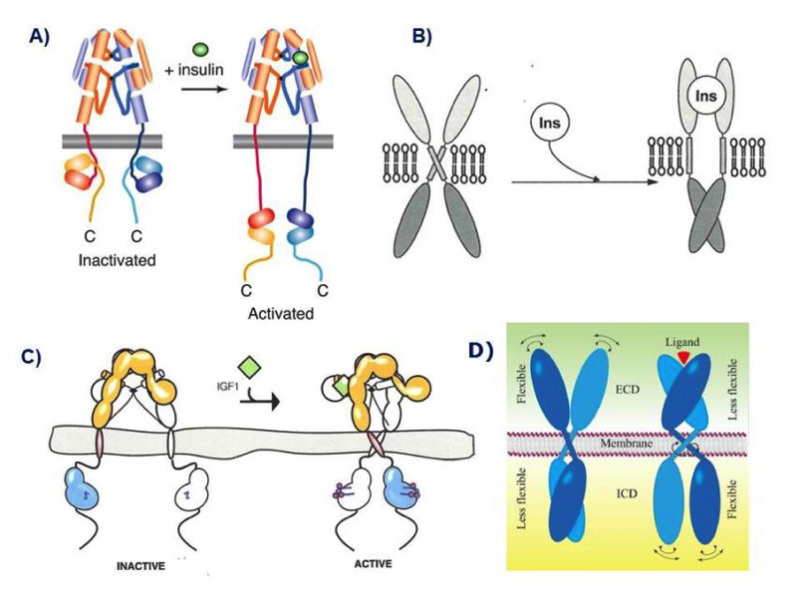 Figure 9. Models of the mechanism of ligand activation of the insulin receptor tyrosine kinase. A: The "yo-yo" model. From ref. 14. B: The TM domain ligand-induced separation model. From ref. 74. C: The TM domain ligand-induced approximation model. From ref. 75. D. The "rotation model". From reference 24, used with permission. Figure adapted from reference 40, used with permission. See text for explanation.