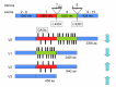 Figure 1. . Vitreoretinopathy-associated pathogenic variants in VCAN and their effects on naturally occurring splice variants and protein isoforms.