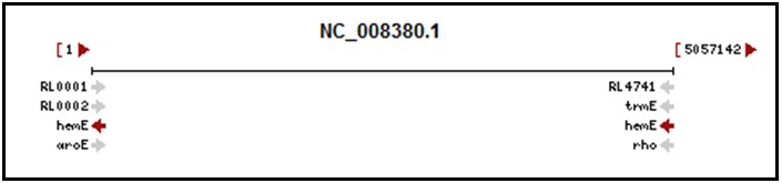 Figure 1. . The Genomic Context section for hemE of Rhizobium leguminosarum bv.