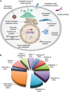 FIGURE 19.2.. (A) O-GlcNAcylated proteins occur in many different cellular compartments.