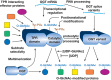 FIGURE 19.3.. O-GlcNAc transferase (OGT) is regulated by multiple complex mechanisms, including transcriptional regulation of its expression, differential mRNA splicing, proteolytic processing, posttranslational modification, and multimerization with itself and other proteins.