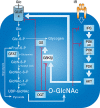 FIGURE 19.4.. Elevating O-GlcNAc blocks insulin signaling at many points.