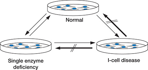 FIGURE 33.1.. Historical background regarding cross-correction of lysosomal enzyme deficiencies in cultured cells.