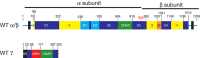 FIGURE 33.3.. GlcNAc-P-T is an α2β2γ2 hexamer encoded by two genes.