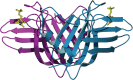 FIGURE 33.4.. Ribbon diagram of the bovine cation-dependent M6P receptor (CD-MPR).