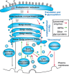 FIGURE 33.5.. Subcellular trafficking pathways of glycoproteins, lysosomal enzymes, and M6P receptors (MPRs).