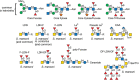 FIGURE 43.8.. Structures of glycans found in parasitic helminths, including Schistosoma mansoni and Haemonchus contortus.