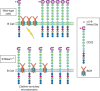 FIGURE 35.3.. Proposed biological functions mediated by CD22.