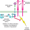 FIGURE 35.5.. Proposed biological functions mediated by CD33-related Siglecs.