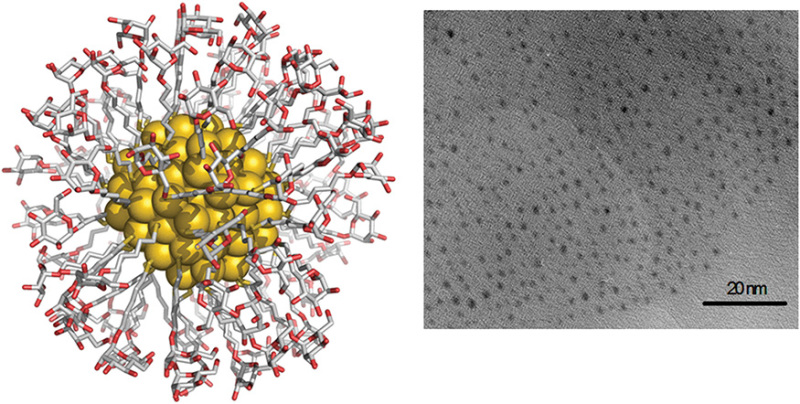 FIGURE 58.2.. A calculated representation of a 2-nm-sized gold glyconanoparticle formed by 102 gold atoms and coated with 44 molecules of 5-mercaptopentyl α-D-mannopyranoside and the corresponding transmission electron microscopy (TEM) image.