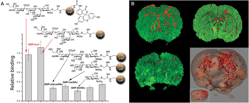 FIGURE 58.3.. (A) In vitro binding studies using sLex-MNPs to rat E-selectin; (B) magnetic resonance images (MRIs) and their 3D reconstruction of sLex magnetic nanoparticles.