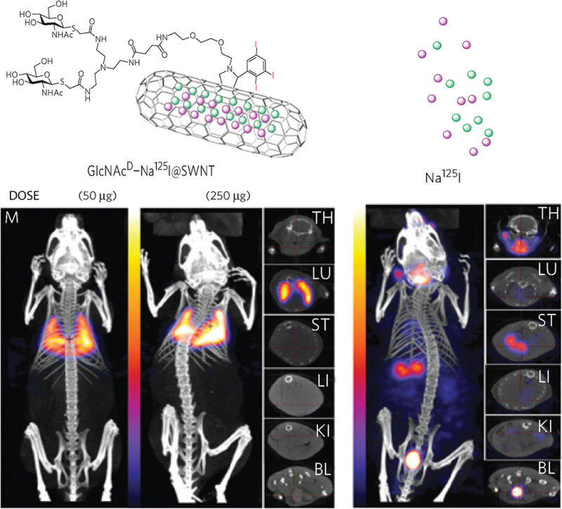 FIGURE 58.4.. In vivo localization of filled-and-functionalized glyco-single-walled nanotubules (SWNTs).