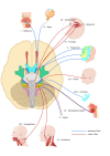 Cranial Nerves