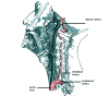 Vertebral Artery Anatomy in the Neck Region