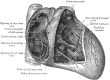 Anatomy of the Heart