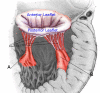 Mitral Valve Leaflets