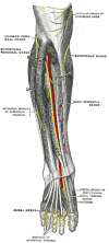 The Sacral and Coccygeal Nerves