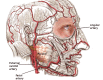 Anatomy of Facial Artery