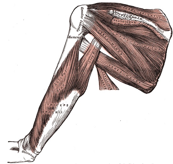 Muscles and Fascia of the Shoulder