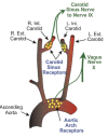 The relationship between the baroreceptors and the vagal system