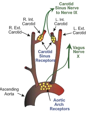 The relationship between the baroreceptors and the vagal system