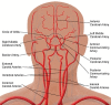 The figure shows the cerebral vascular system