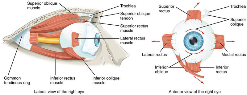 The Extraocular Muscles