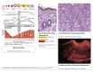 Proliferative Phase Endometrium During the Menstrual Cycle