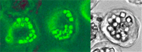 Figure 2. . Comparison of cells infected with a cypovirus (CPV – Reoviridae) and a baculovirus.