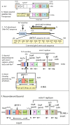 Figure 1. . Maps of major constructs used for the production of the bacmid system.