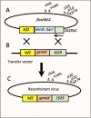 Figure 2. . The flashBAC baculovirus expression system.