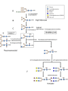 Figure 3. . A comparison of insect and mammalian N-glycosylation pathways.