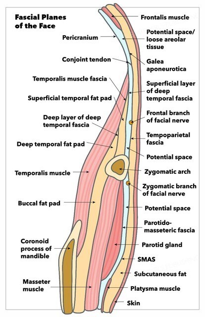 Fascial Planes of the Face