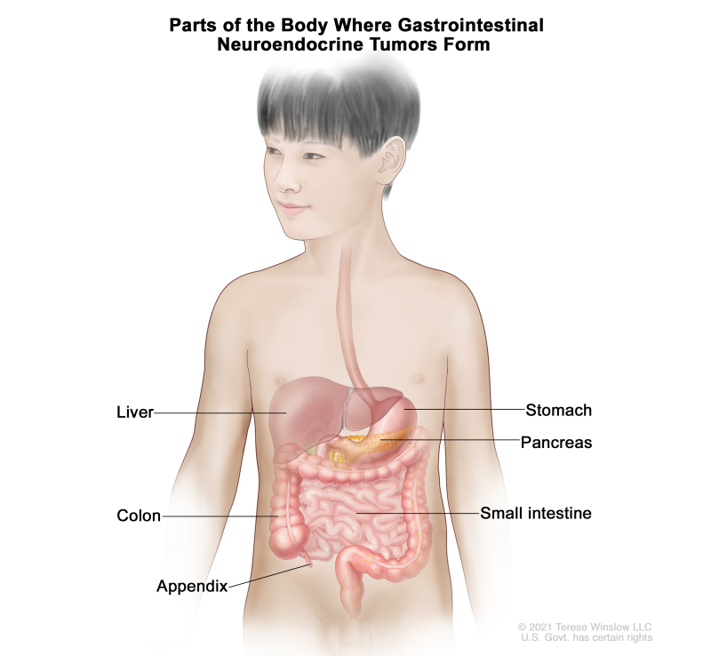 Drawing of the gastrointestinal tract showing the liver, stomach, pancreas, small intestine, colon, and appendix.