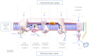 This image depicts the process of oxidative phosphorylation (Ox