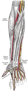 Muscles and Arteries of the right forearm and hand, Biceps, Brachial Artery, Racial recurrent, Brachioradialis, Pronator teres, Flexor carpi radialis, Palmaris longus, Flexor digitorum sublimis, Flexor carpis, Extensor pollicis brevis, Superficial volar, Abductor pollicis brevis, Adductor pollicis transversus, Abductor digiti quinti, Flexor digit quinti brevis, Yellow lines represent nerves